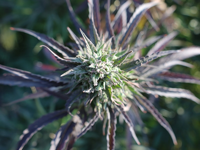 Close up flower cone