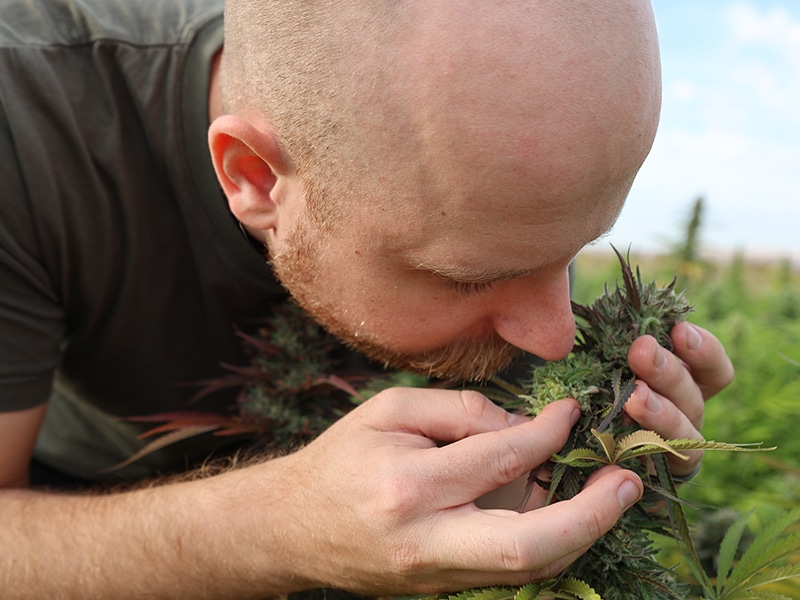 Hemp field sensory analysis