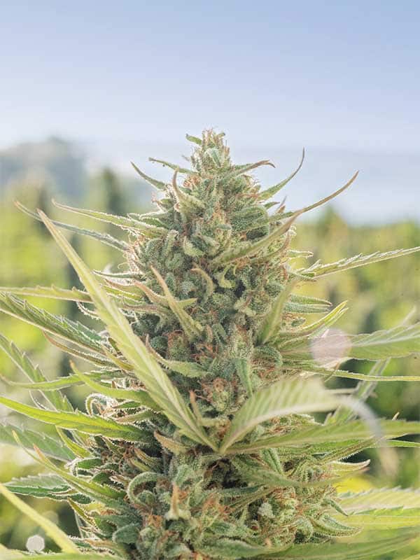 Hemp flower closeup