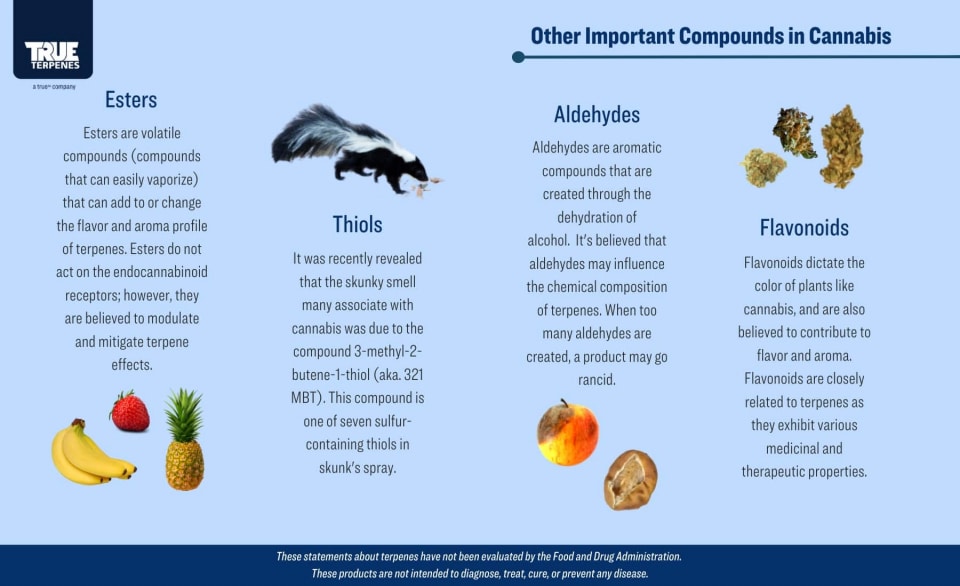 Flavors & aromas in cannabis infographic