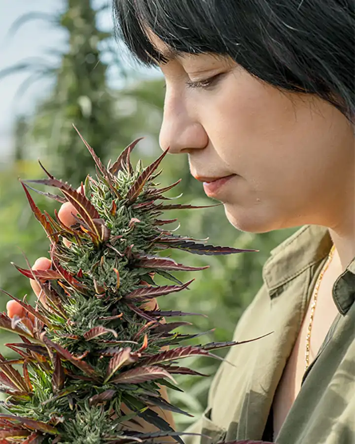 Grower using sensory analysis on hemp flower