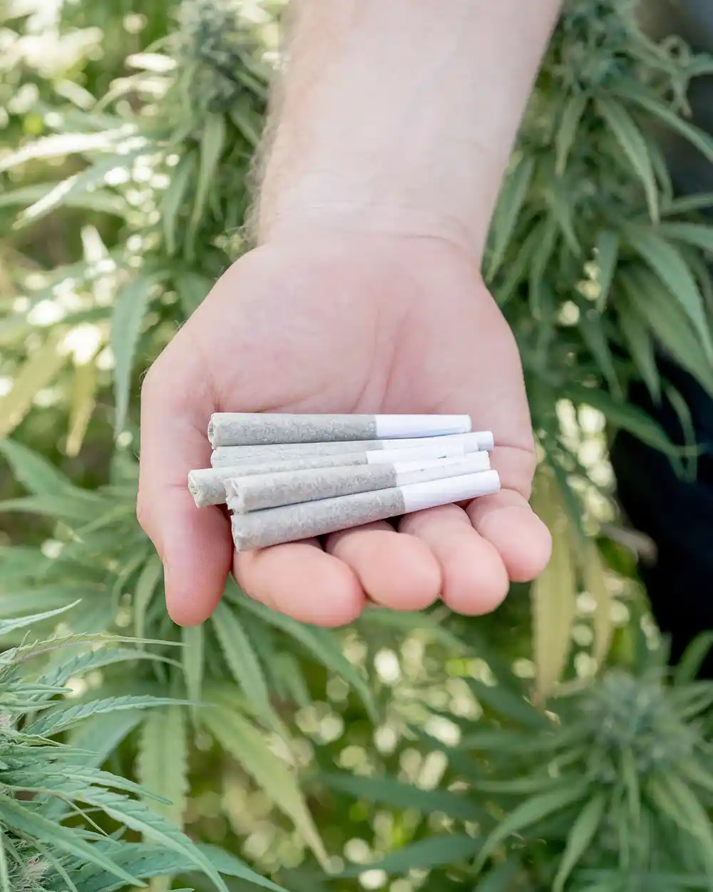 Terpene infused pre-rolls in natural hemp rolling papers